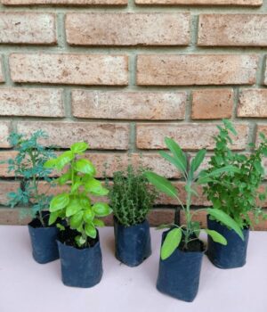 Plantines de Arómaticas x5un.