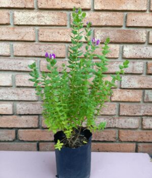 Polygala Virgata. Env 3lts