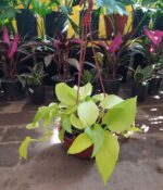 Pothus Lemon (Bols 18) - Imagen 2