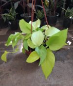 Pothus Lemon (Bols 18)