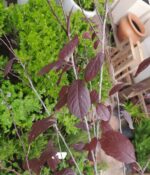 Prunus (ciruelo de adorno). Env 15lts - Imagen 2