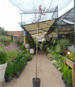 Prunus (ciruelo de adorno). Env 15lts - Imagen 3