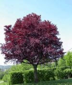 Prunus (ciruelo de adorno). Env 15lts