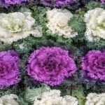 Repollo de adorno x 5