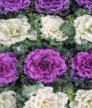 Repollo de adorno x 5