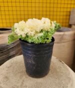 Repollo de adorno x 5 - Imagen 2