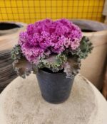 Repollo de adorno x 5 - Imagen 3