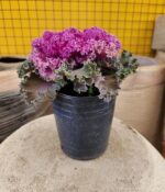 Repollo de adorno x 5 - Imagen 4