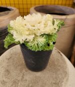 Repollo de adorno x 5 - Imagen 5