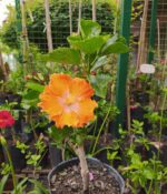 Rosa Hawaiana. Env 3lts - Imagen 2