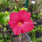 Rosa Hawaiana. Env 3lts