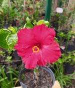 Rosa Hawaiana. Env 3lts