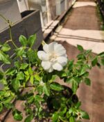 Rosa Iceberg - Imagen 3