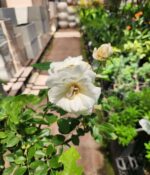 Rosa Iceberg Topiario - Imagen 4