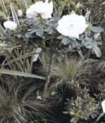 Rosa Iceberg Topiario