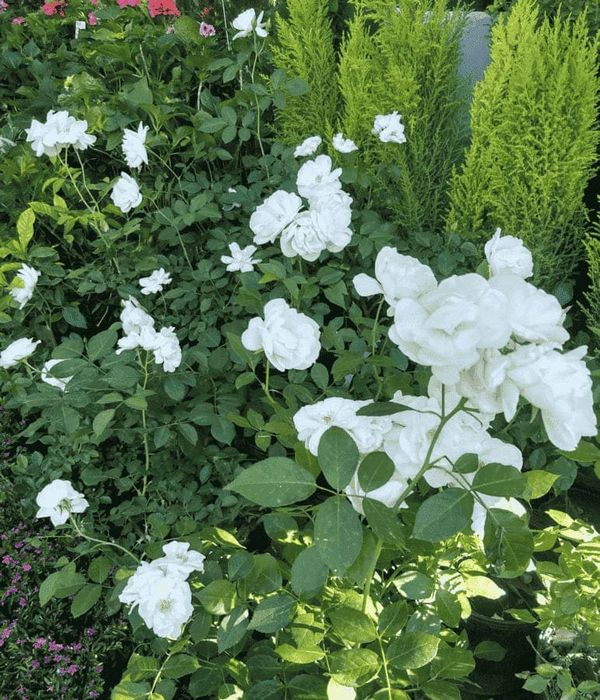 rosa-iceberg-vivero-los-tulipanes-nubefan Rosa Iceberg - Imagen 1