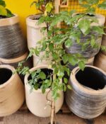 Rosa trepadora iceberg - Imagen 2