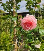 Rosa trepadora pierre de ronsard