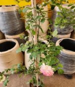 Rosa trepadora pierre de ronsard - Imagen 3