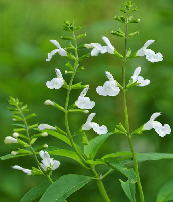 salvia-greggii-x3lts-1-vivero-los-tulipanes-nubefan Salvia Greggi. Env 3lts - Imagen 1