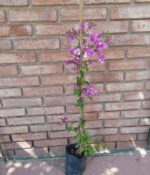 Santa Rita Env. 3lts - Imagen 2