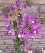 Santa Rita Env. 3lts - Imagen 3