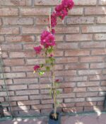 Santa Rita Env. 3lts - Imagen 4