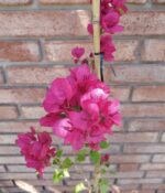 Santa Rita Env. 3lts - Imagen 5