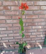 Santa Rita Env. 3lts - Imagen 6