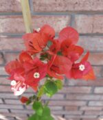 Santa Rita Env. 3lts - Imagen 7