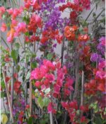 Santa Rita Env. 3lts