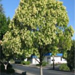 Siempre verde Env. 15lts