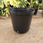 Soplado Americano N°10