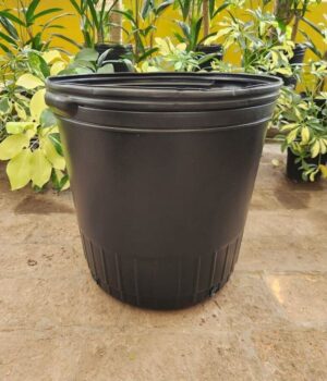 Soplado Americano N°40