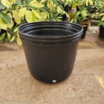 Soplado Americano N°5