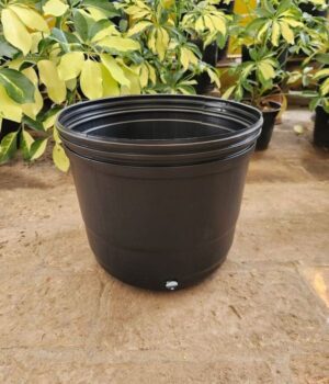 Soplado Americano N°5