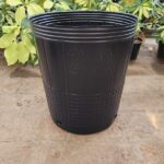Soplado Cultivo N°20