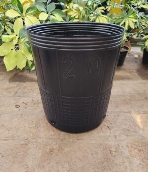 Soplado Cultivo N°20