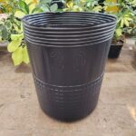 Soplado Cultivo N°30