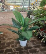 Spatifilium Sensación Mac.24 - Imagen 3