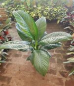 Spatifilium Sensación Mac.24 - Imagen 4