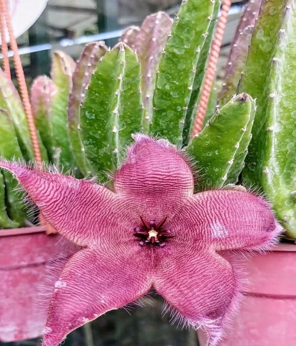 stapelia-variegata-flor-de-lagarto-1-vivero-los-tulipanes-nubefan Stapelia variegata "Flor de Lagarto" - Imagen 1