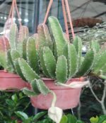 Stapelia variegata "Flor de Lagarto" - Imagen 2
