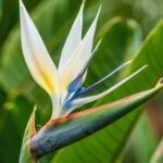 Strelitzia Blanca. Env 7lts