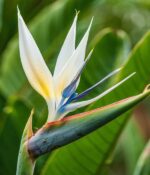 Strelitzia Blanca. Env 7lts