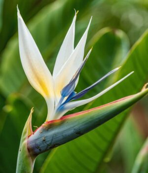 Strelitzia Blanca. Env 7lts