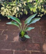 Strelitzia Reginae. Env 7lts - Imagen 2