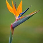 Strelitzia Reginae. Env 7lts