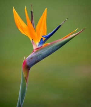 Strelitzia Reginae. Env 7lts