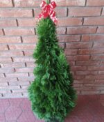 Thuyas Smaragd. Env 15lts - Imagen 2